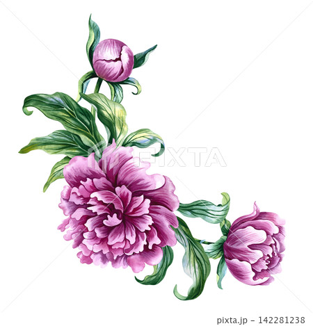 A bouquet of pink peonies. A hand drawn watercolor illustration. Perfect for designing cards, invitations and greetings. Suitable for textiles, labels, packaging and much more. 142281238