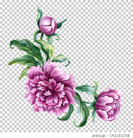 A bouquet of pink peonies. A hand drawn watercolor illustration. Perfect for designing cards, invitations and greetings. Suitable for textiles, labels, packaging and much more. 142281238