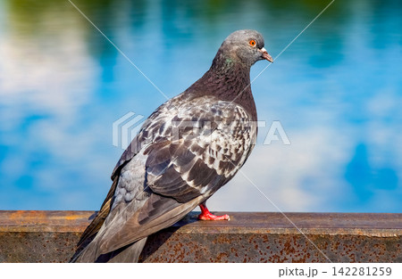 A grey city pigeon on a blurred background 142281259