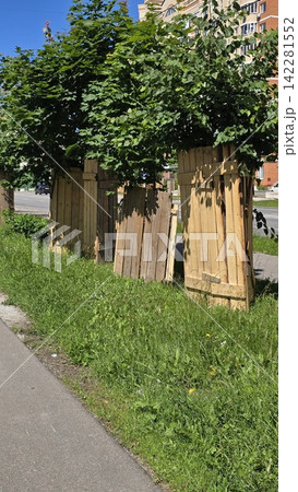 Young deciduous trees with protective wooden boards around the trunks in an urban city street landscape area. Young deciduous trees with protective wooden boards around the trunks in an urban city street landscape area. 142281552