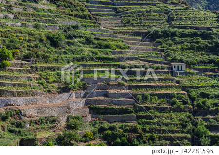 Vineyard in Manarola, Liguria, Italy from telephoto hillside perspective Vineyard in Manarola, Liguria, Italy from telephoto hillside perspective 142281595