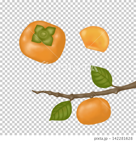 Persimmon illustration set: whole, sliced, and with stems - a taste of autumn. Persimmon illustration set: whole, sliced, and with stems - a taste of autumn. 142281628