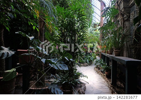 Gardens of Palazzo Borromeo at Isola Bella, Lago Maggiore, Piedmont, Italy Gardens of Palazzo Borromeo at Isola Bella, Lago Maggiore, Piedmont, Italy 142281677