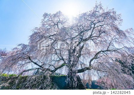 奈良県宇陀市大宇陀　本郷の瀧桜とも呼ばれ、樹齢約300年の見事なシダレザクラの巨木の又兵衛桜 142282045