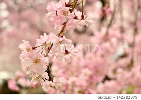 八重咲の枝垂れ桜 八重咲の枝垂れ桜 142282079