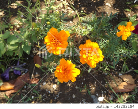 こじま花の会花畑のオレンジ色の花はマリーゴールド こじま花の会花畑のオレンジ色の花はマリーゴールド 142282184
