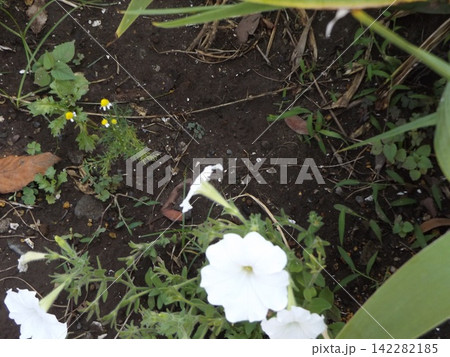 こじま花の会花畑に育つペチニアの白い花 142282185