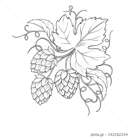 Hand-drawn hop branch cone corner line art illustration Hand-drawn hop branch cone corner line art illustration 142282234