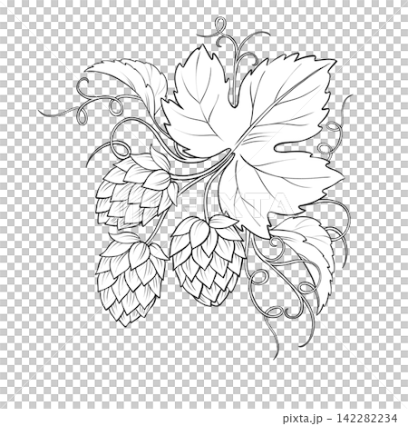 Hand-drawn hop branch cone corner line art illustration Hand-drawn hop branch cone corner line art illustration 142282234