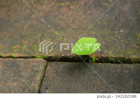 Small plant sprout growing through the crack brick, new life, growth, and hope. Small plant sprout growing through the crack brick, new life, growth, and hope. 142282396