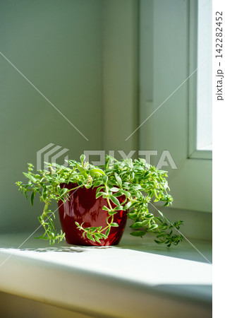 Aptenia cordifolia in a red ceramic pot beside a bright window. Concept of home gardening, freshness, wellbeing and sustainable living Aptenia cordifolia in a red ceramic pot beside a bright window. Concept of home gardening, freshness, wellbeing and sustainable living 142282452