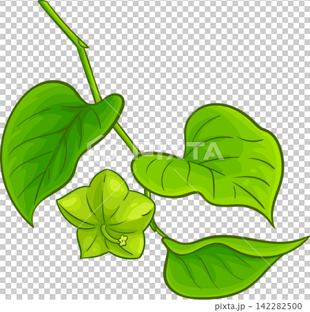Inca Inchi Branch Colored Detailed Illustration Inca Inchi Branch Colored Detailed Illustration 142282500