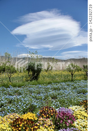 花咲く湖畔に現れた、幻想的な吊るし雲|河口湖にて撮影 花咲く湖畔に現れた、幻想的な吊るし雲|河口湖にて撮影 142282719