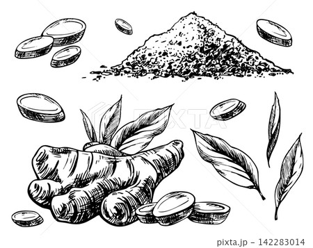 Hand drawn ginger root, slices, leaves, and ground spice collection. Monochrome ink line art botanical illustration with engraving style for culinary packaging and design 142283014