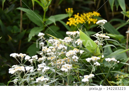 夏の磐梯山の花 夏の磐梯山の花 142283223