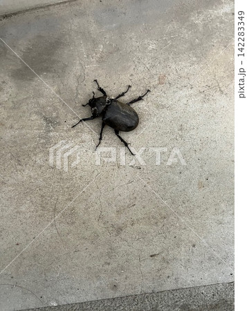 ひっくり返ったのを起こしたメスのカブトムシ 142283349