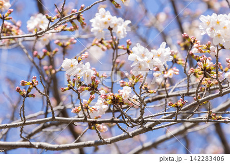 素材に使える日本の桜風景 142283406