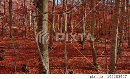 Landscape of autumn beech forest with red foliage 142283497