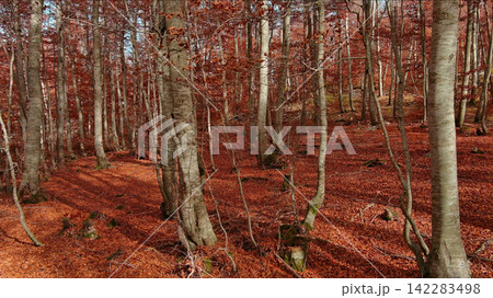 Landscape of autumn beech forest with red foliage Landscape of autumn beech forest with red foliage 142283498