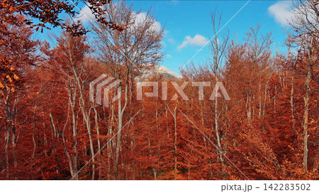 Landscape of autumn beech forest with red foliage and blue sky 142283502