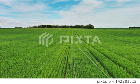 Green wheat field on hills under blue sky with clouds Green wheat field on hills under blue sky with clouds 142283512