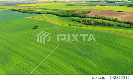 Aerial view of green wheat field on hills Aerial view of green wheat field on hills 142283513