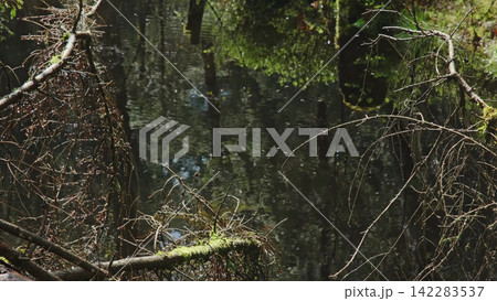 Bog and dark pine forest with flying insects 142283537