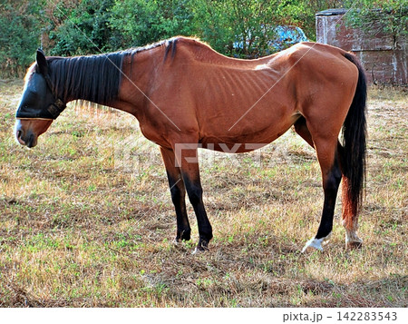 Brown Horse with Fly Mask Standing in Pasture. 142283543