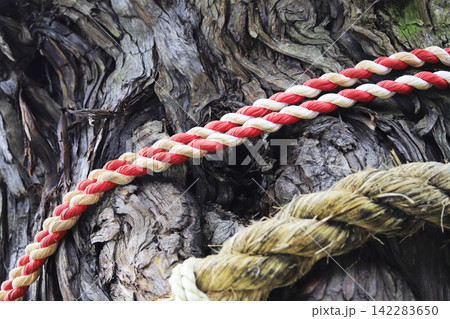 四国八十八箇所 第2番札所 日照山 無量寿院 極楽寺 弘法大師お手植えとされる樹齢1200年の長命杉 142283650