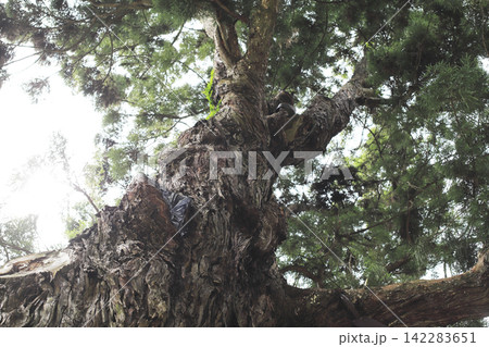 四国八十八箇所 第2番札所 日照山 無量寿院 極楽寺 弘法大師お手植えとされる樹齢1200年の長命杉 142283651
