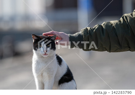 堤防でくつろぐ可愛い野良猫を触る 黒白猫 堤防でくつろぐ可愛い野良猫を触る 黒白猫 142283790
