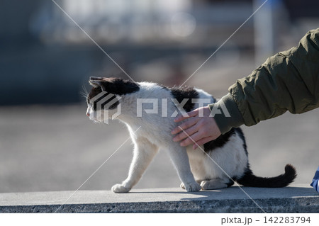 堤防でくつろぐ可愛い野良猫を触る 黒白猫 堤防でくつろぐ可愛い野良猫を触る 黒白猫 142283794