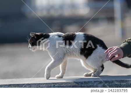 堤防でくつろぐ可愛い野良猫を触る 黒白猫 堤防でくつろぐ可愛い野良猫を触る 黒白猫 142283795