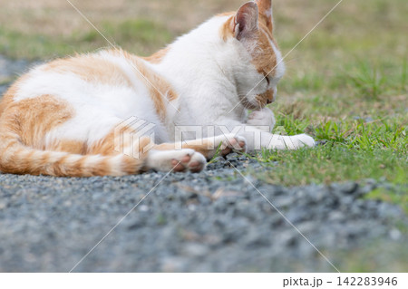 毛繕いする猫　茶白猫 142283946