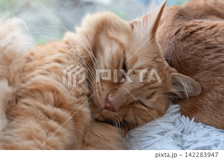 窓辺で眠る猫　茶トラ猫 142283947