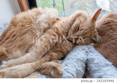 窓辺で眠る猫　茶トラ猫 142283948