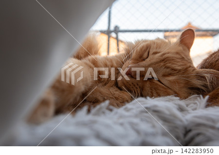 窓辺で眠る猫 茶トラ猫 窓辺で眠る猫 茶トラ猫 142283950