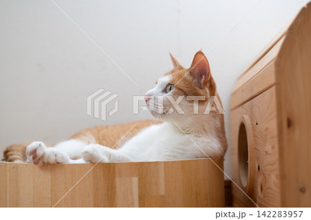 寝転んでくつろぐ猫 茶トラ白 寝転んでくつろぐ猫 茶トラ白 142283957