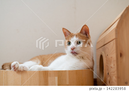 寝転んでくつろぐ猫 茶トラ白 寝転んでくつろぐ猫 茶トラ白 142283958