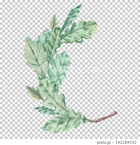 Watercolor illustration of an oak branch with leaves. Suitable for creating greeting cards, seasonal decor, themed websites, and label designs for natural cosmetics and bath accessories. Watercolor illustration of an oak branch with leaves. Suitable for creating greeting cards, seasonal decor, themed websites, and label designs for natural cosmetics and bath accessories. 142284332