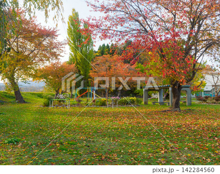 秋のいちょう公園の全景 秋のいちょう公園の全景 142284560