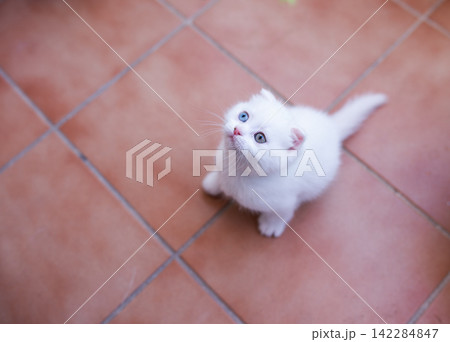 Cute Little White Scottish Fold Kitten Looking Up on Tiled Floor Cute Little White Scottish Fold Kitten Looking Up on Tiled Floor 142284847