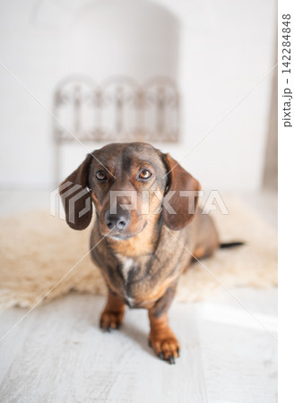 Cute brown brindle dachshund dog standing on a rug indoors 142284848