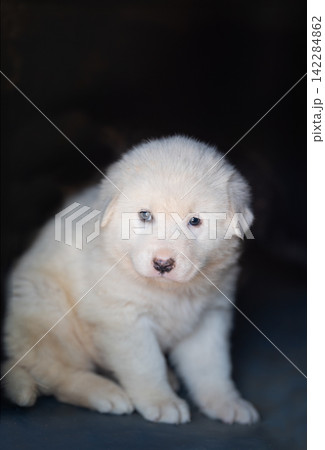 White puppy sitting on a wooden table, The puppy is looking at the camera with a curious expression. It has big, dark eyes and floppy ears. Its fur is soft and fluffy.puppy Stock photos White puppy sitting on a wooden table, The puppy is looking at the camera with a curious expression. It has big, dark eyes and floppy ears. Its fur is soft and fluffy.puppy Stock photos 142284862