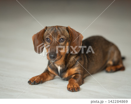 Black dachshund puppy lying in side view. isolated on white background 142284869