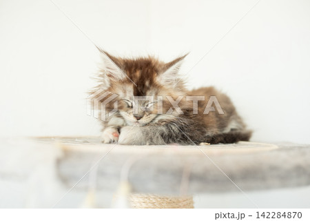 Cute little grey Maine Coon kitten sleeping sweetly Cute little grey Maine Coon kitten sleeping sweetly 142284870