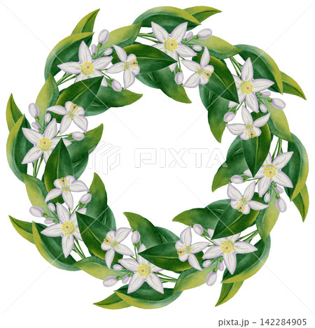 Beautiful watercolor wreath of lemon tree flowers and green leaves. Hand drawn white citrus blossoms circle frame isolated on white background for wedding, perfume, and cosmetic designs. Beautiful watercolor wreath of lemon tree flowers and green leaves. Hand drawn white citrus blossoms circle frame isolated on white background for wedding, perfume, and cosmetic designs. 142284905