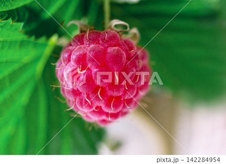 Single ripe raspberry hanging on a green bush. Fresh organic fruit close up macro shot. Gardening harvest concept in summer season. Healthy food ingredient for nutrition diet. 142284954