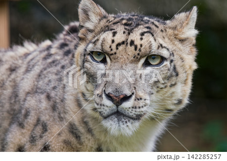 こちらを見つめるユキヒョウ② こちらを見つめるユキヒョウ② 142285257