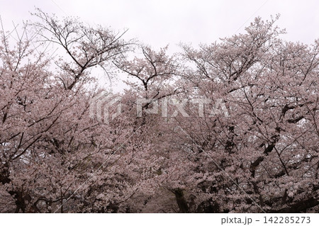 ふんわりした桜 ふんわりした桜 142285273